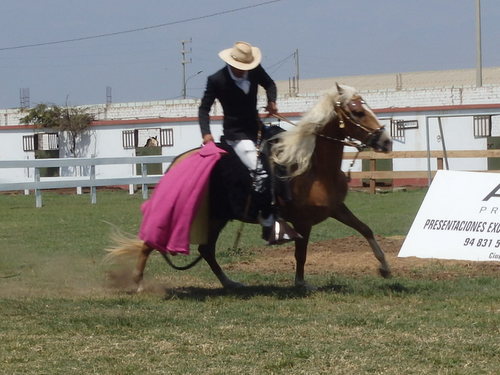 Peruvian Step Horse Show.